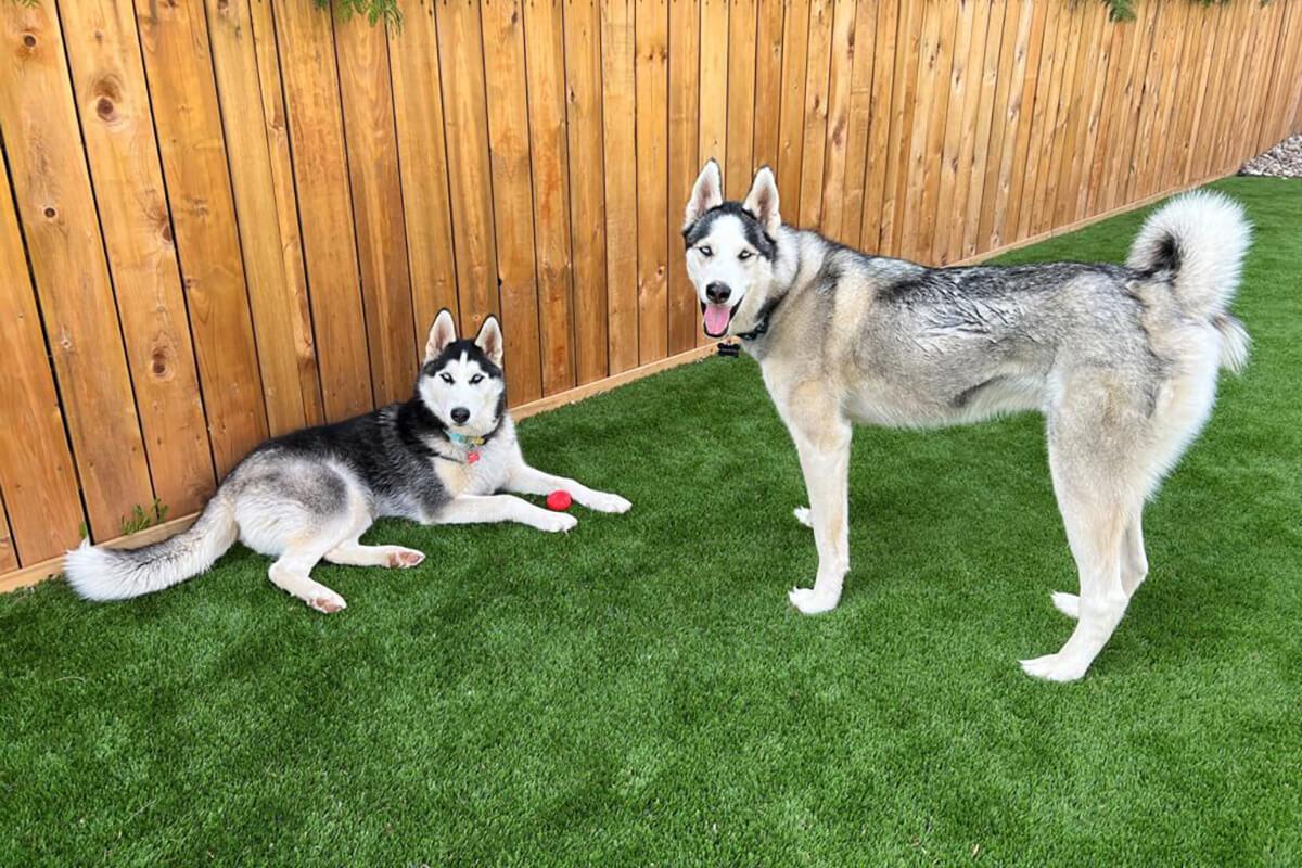 Artificial Turf for Sale Milton