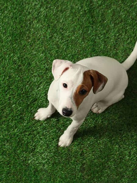 Artificial Turf for Pets