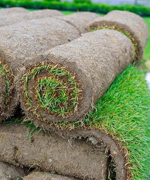 Grass Sod