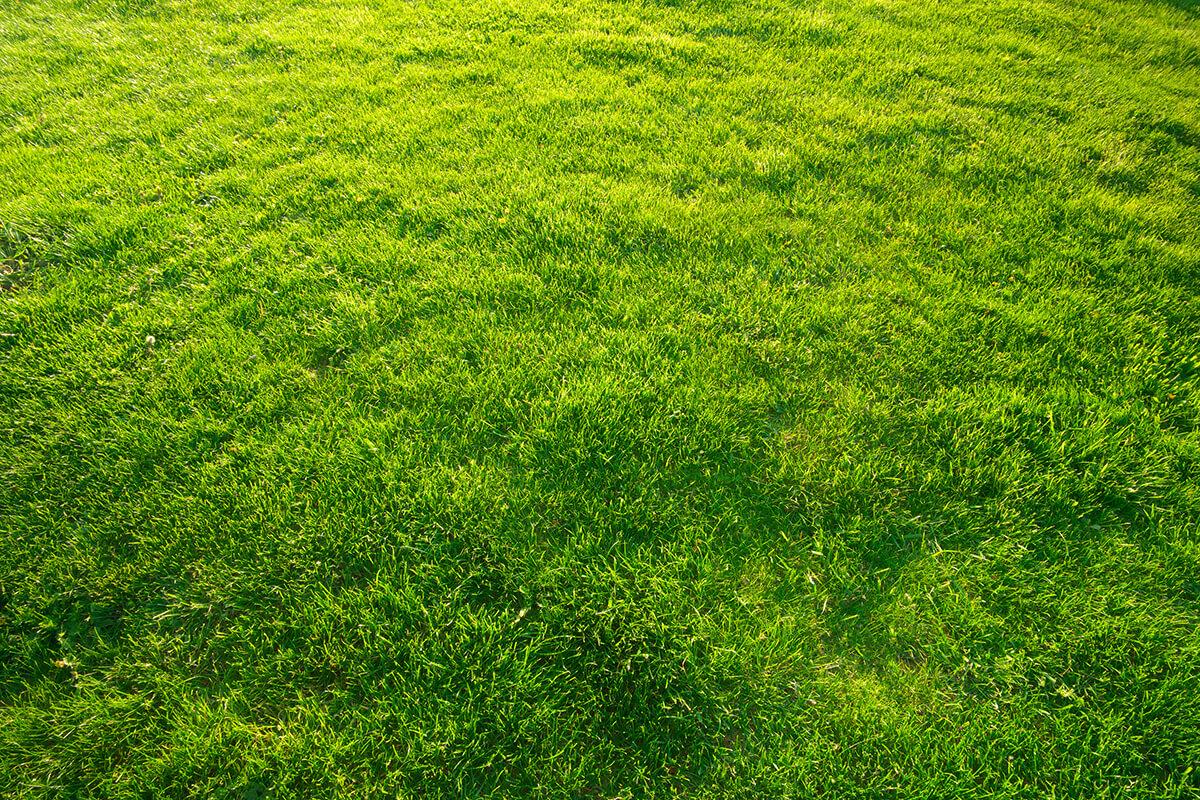 Top Dress Soil for Sale Burlington