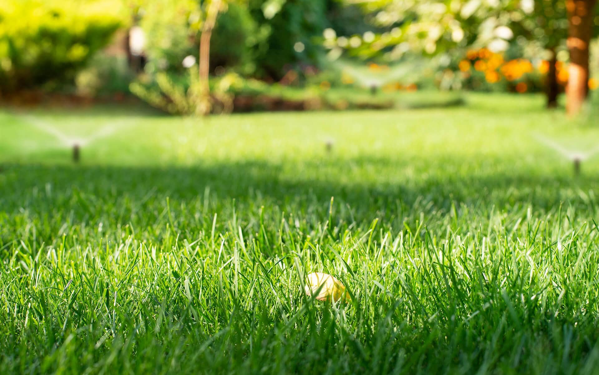 Grass Seed Germination: How to Achieve 90% Germination