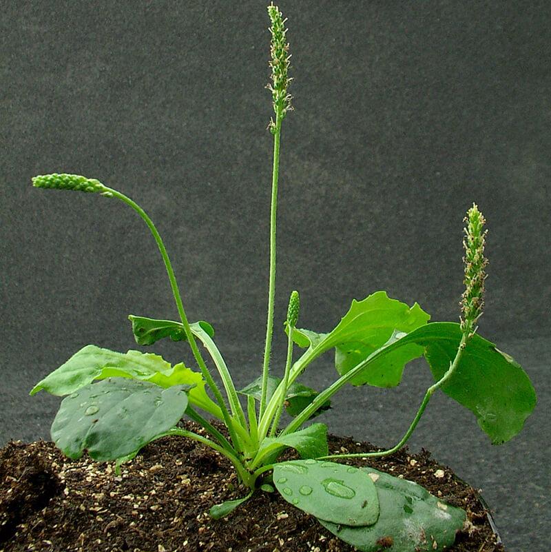 Your Guide to Garden Weeds in Ontario: Identify, Eliminate & Prevent
