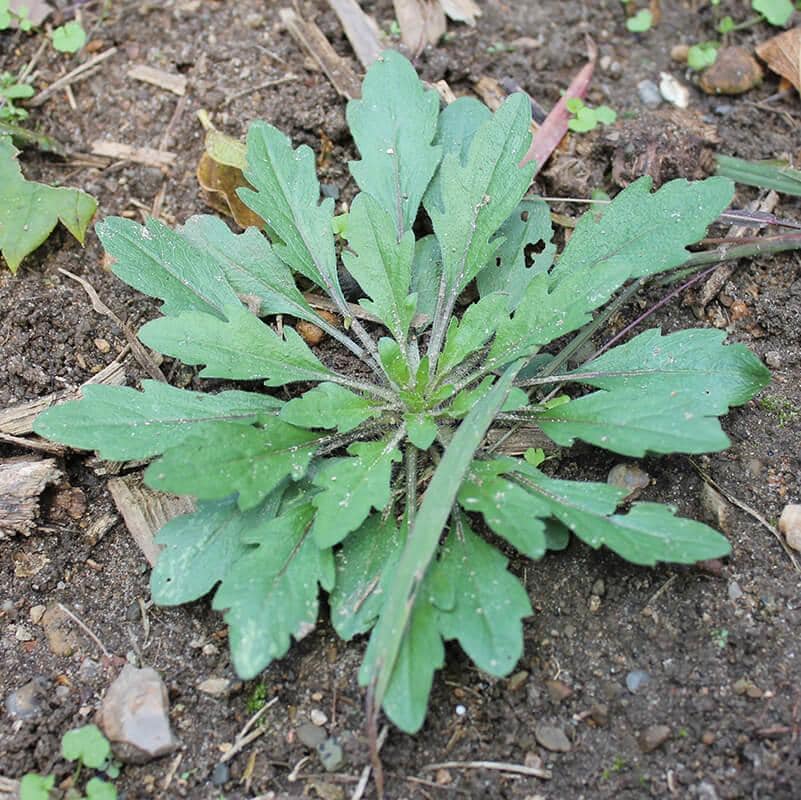 Your Guide to Garden Weeds in Ontario: Identify, Eliminate & Prevent