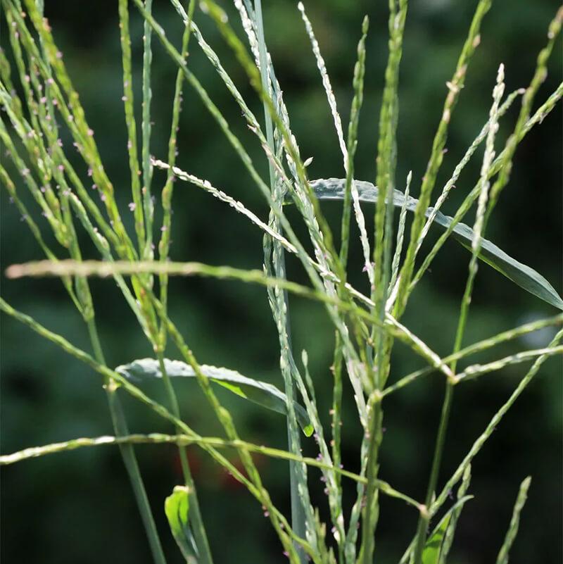 Your Guide to Garden Weeds in Ontario: Identify, Eliminate & Prevent