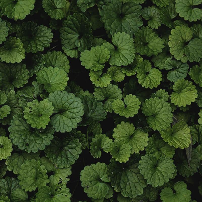 Your Guide to Garden Weeds in Ontario: Identify, Eliminate & Prevent