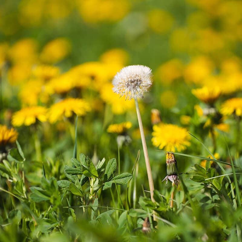 Your Guide to Garden Weeds in Ontario: Identify, Eliminate & Prevent