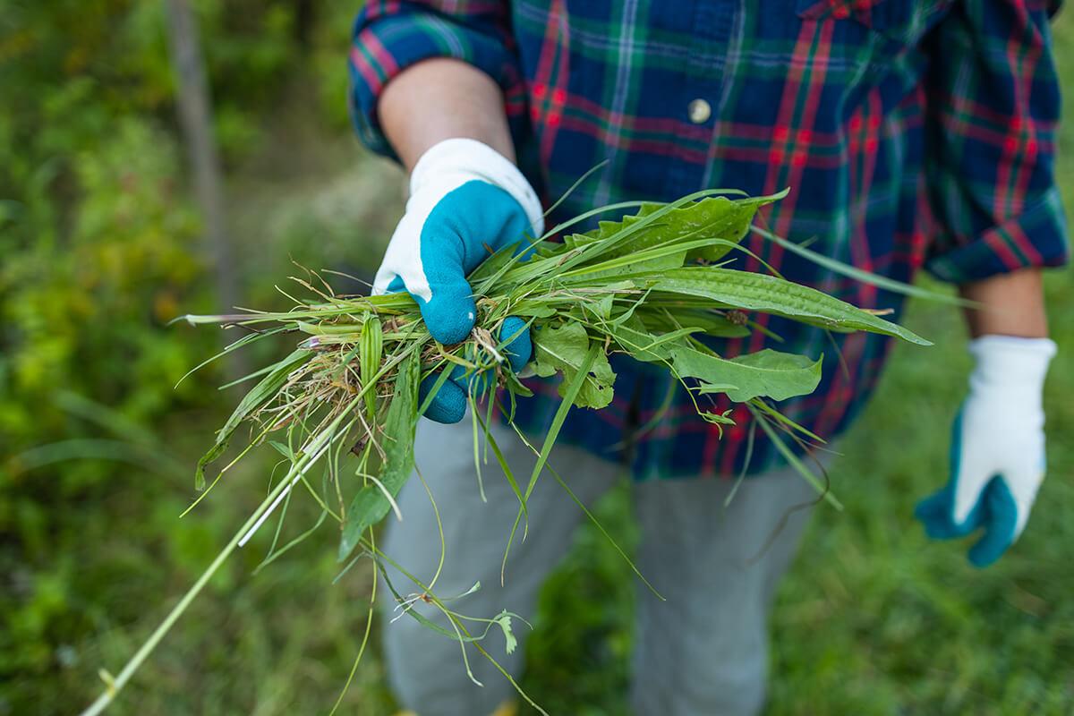 Your Guide to Garden Weeds in Ontario: Identify, Eliminate & Prevent