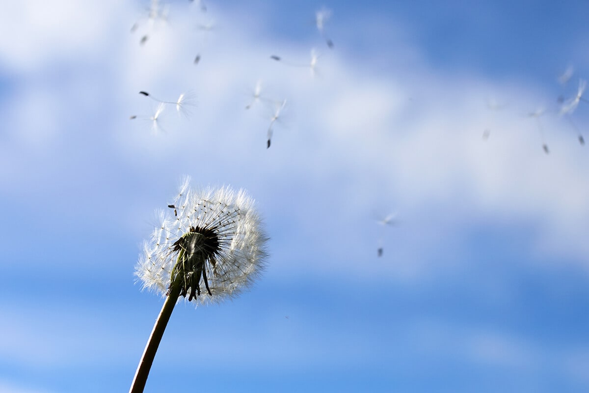 Your Guide to Garden Weeds in Ontario: Identify, Eliminate & Prevent