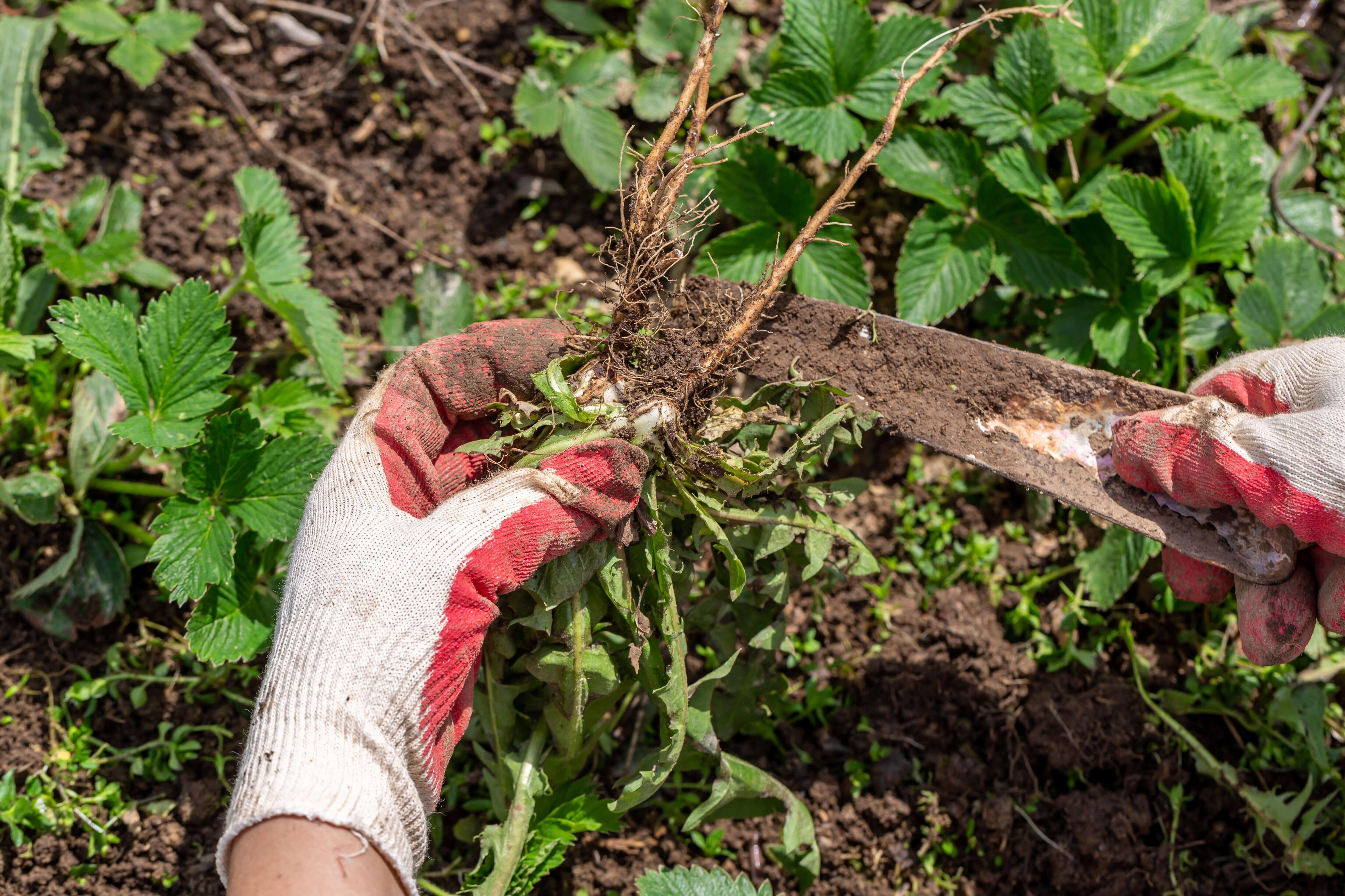 Your Guide to Garden Weeds in Ontario: Identify, Eliminate & Prevent