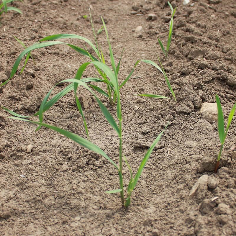 Your Guide to Garden Weeds in Ontario: Identify, Eliminate & Prevent