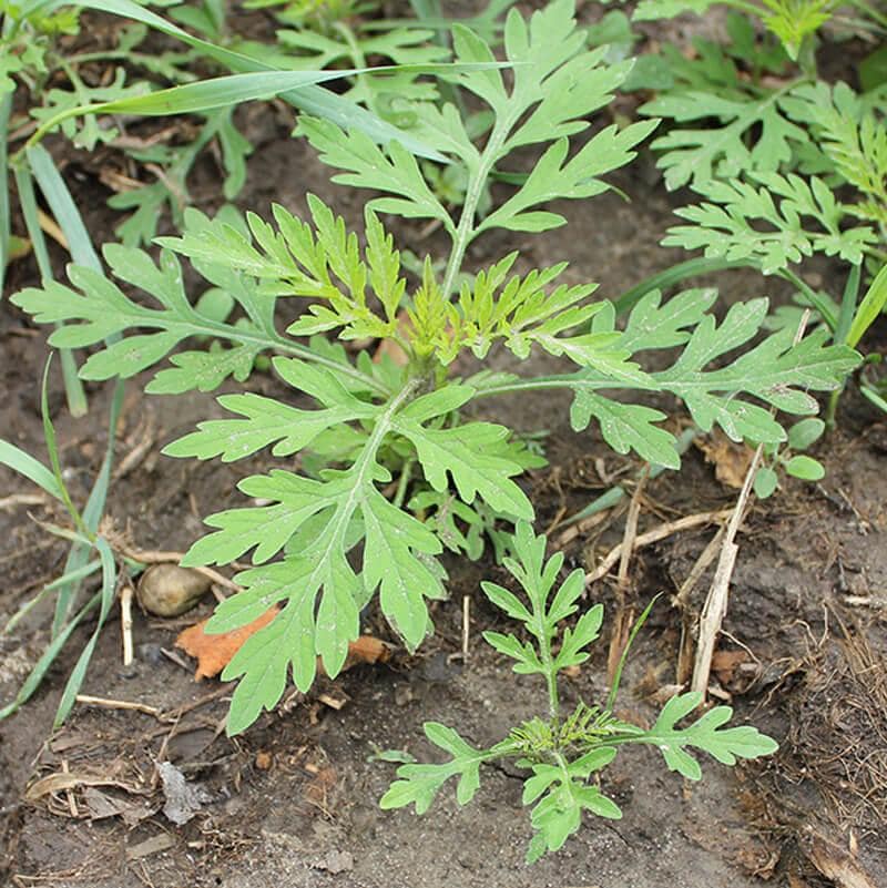 Your Guide to Garden Weeds in Ontario: Identify, Eliminate & Prevent
