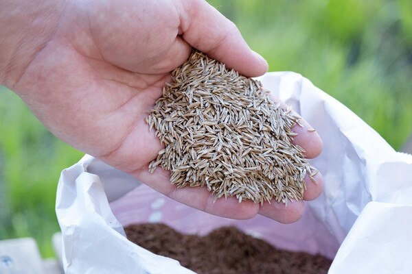 How Early Can You Plant Grass Seed?