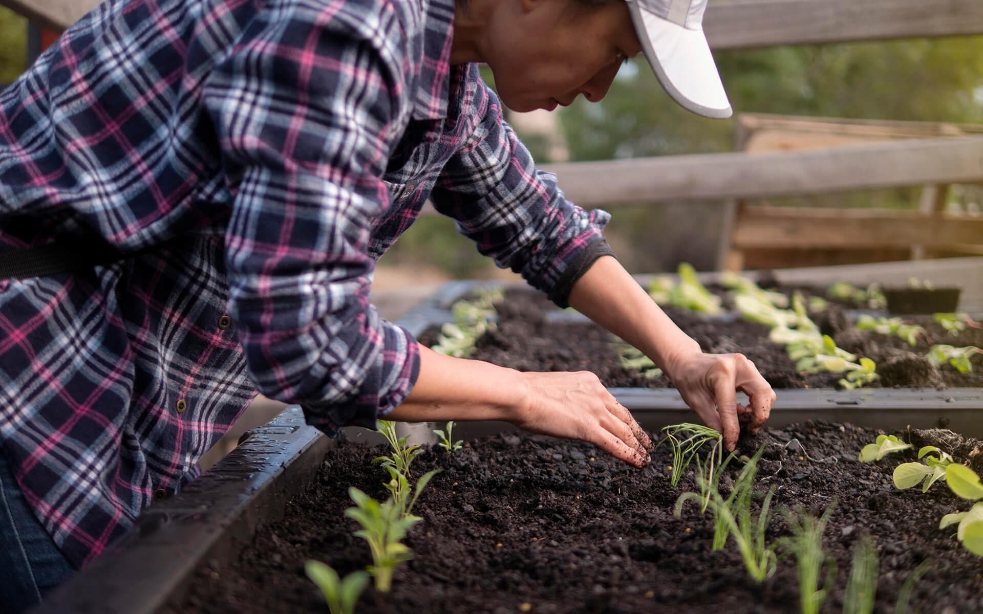 How to Germinate Seeds: Soil vs. Paper Towel Method Explained