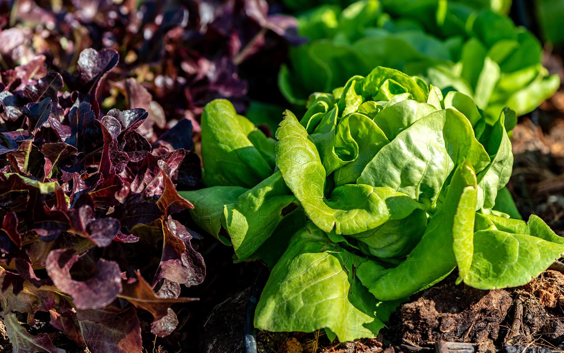Leafy greens