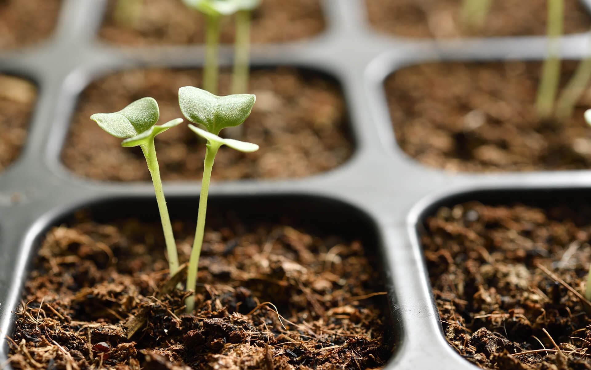 seed starter trays