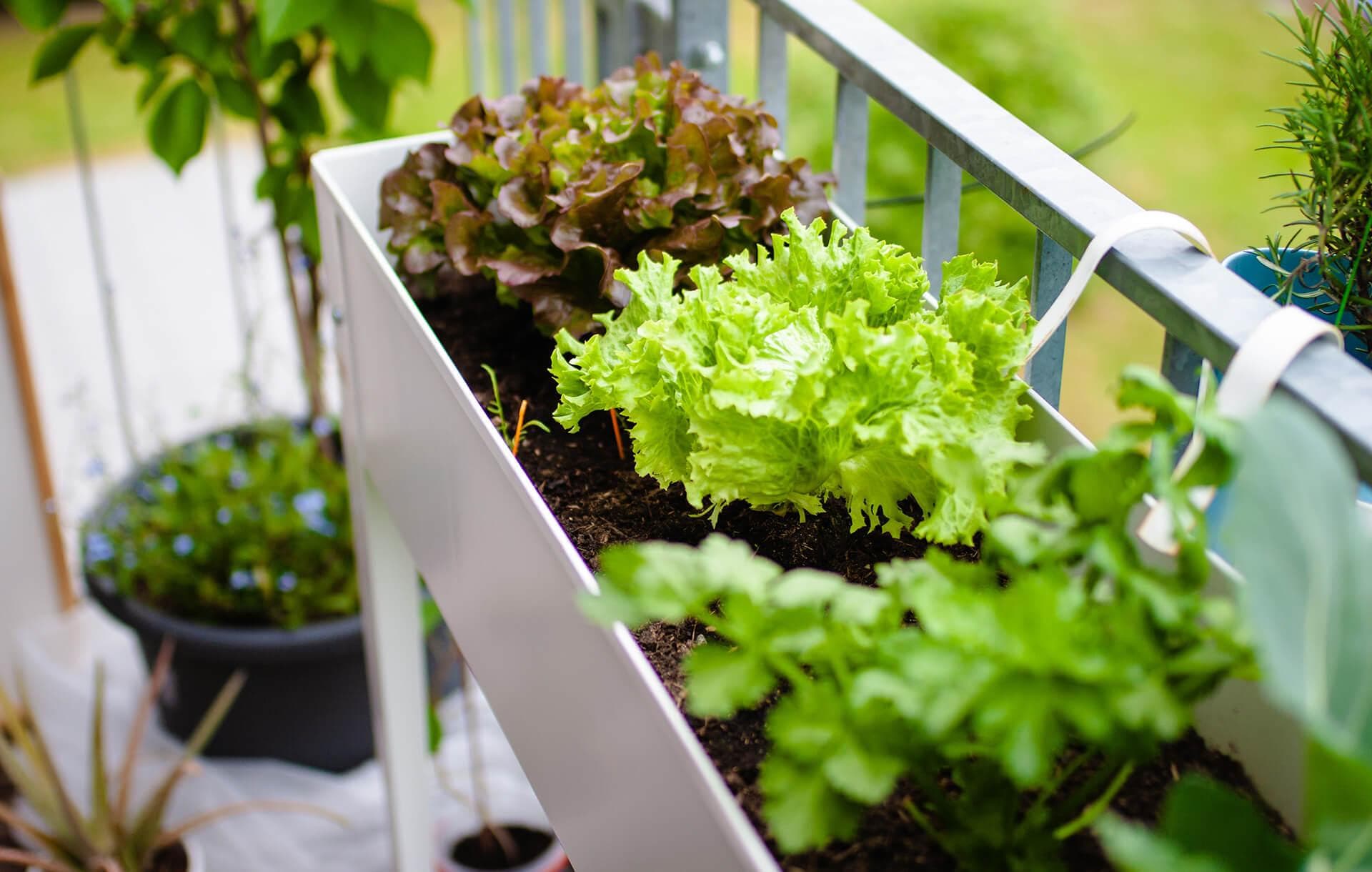balcony gardening