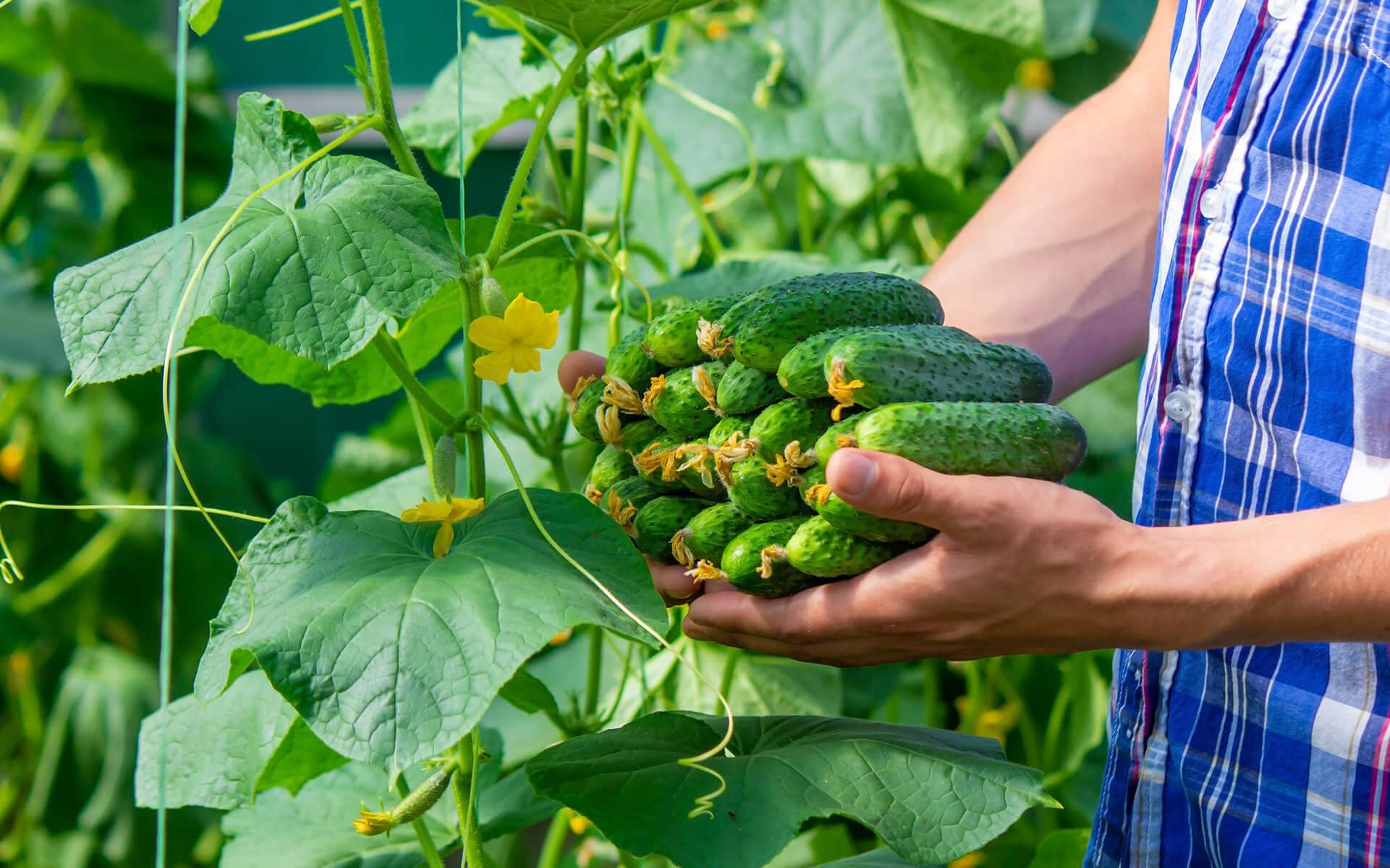 Cucumbers