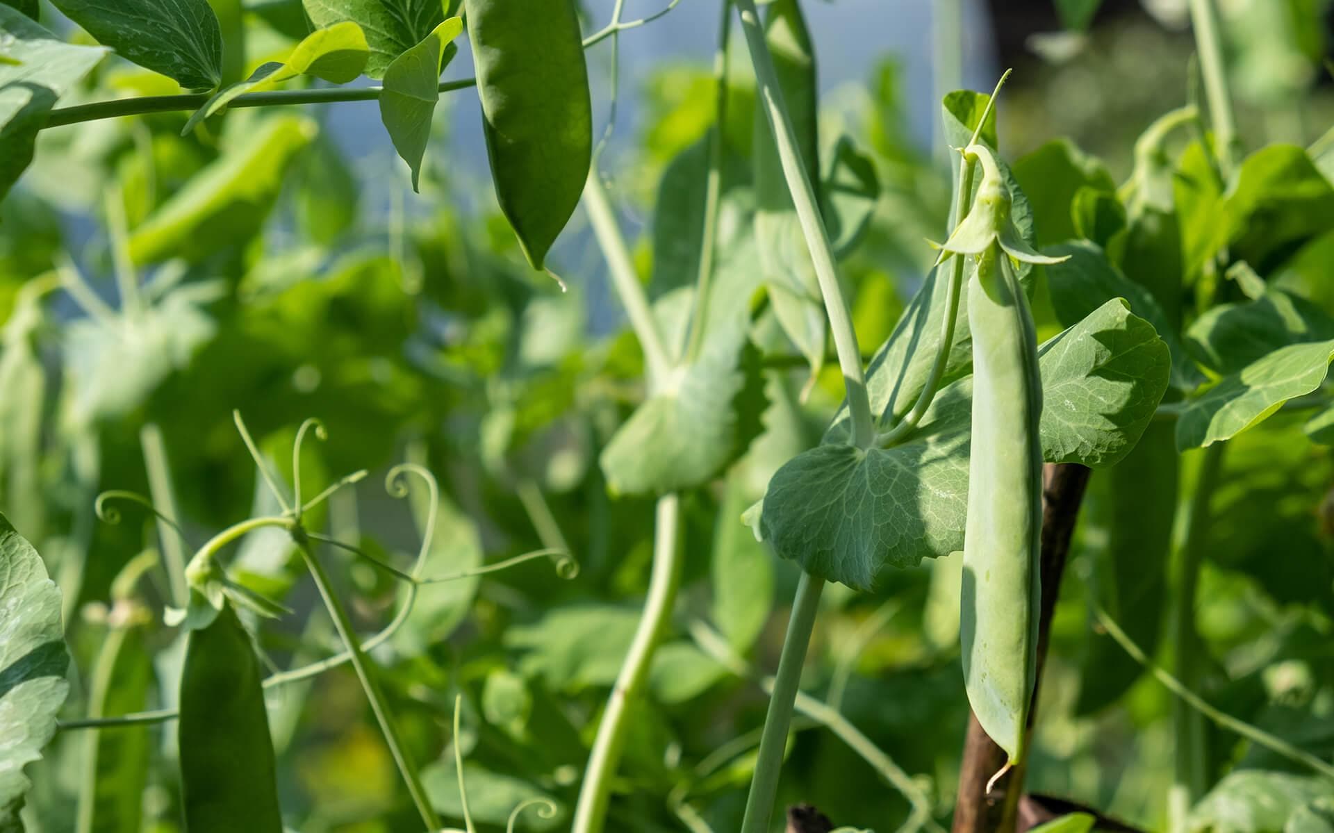 balcony gardening