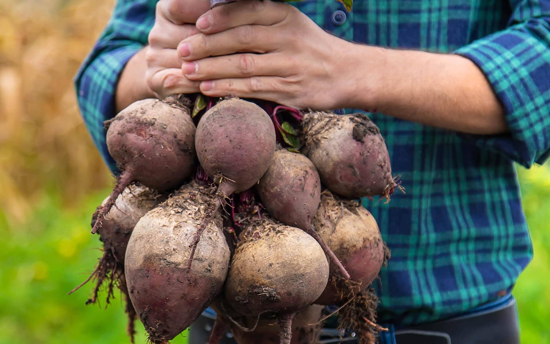 Radishes