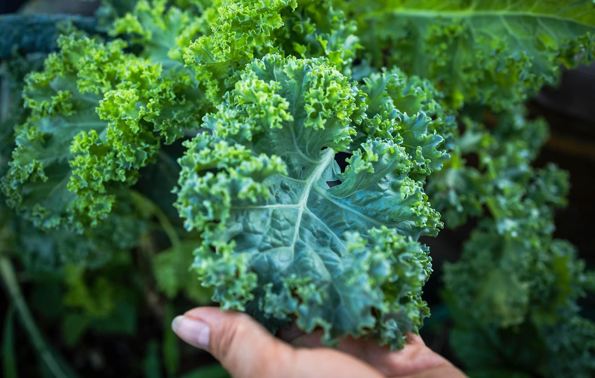 Leafy greens