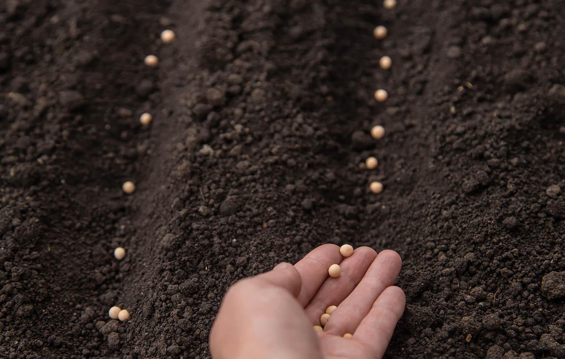 direct sowing vegetable seeds