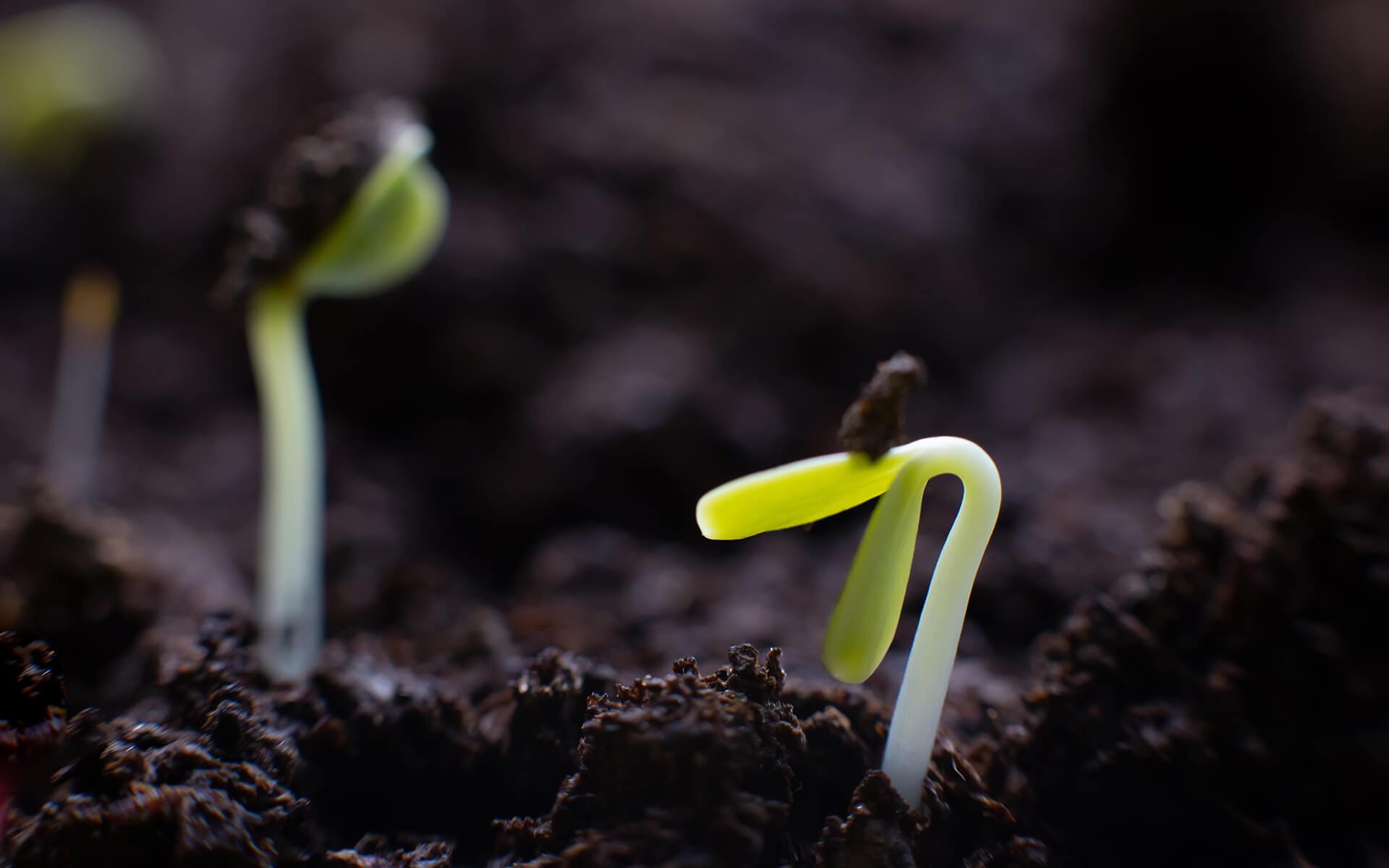 Guide to Growing a Thriving Vegetable Garden in Ontario