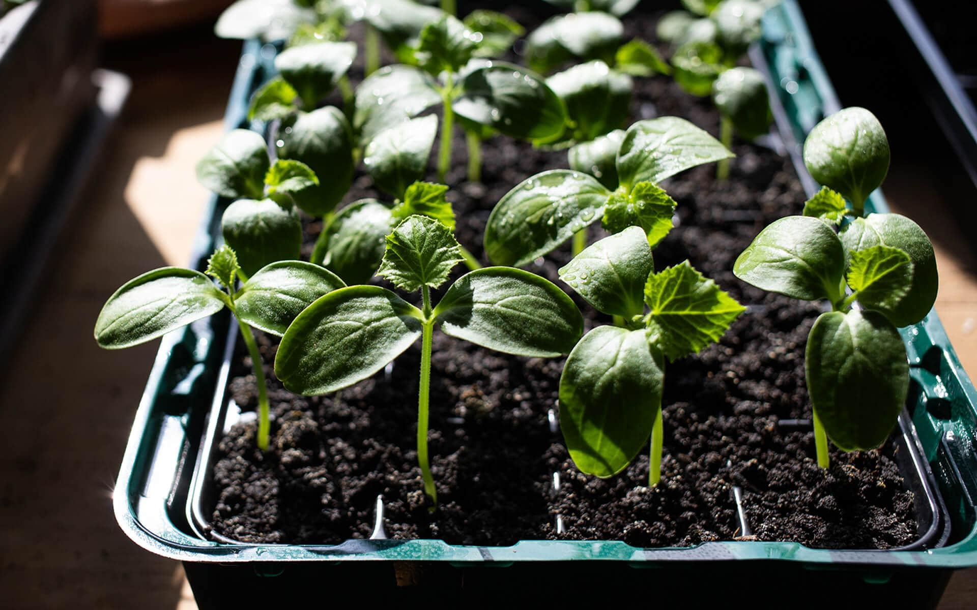 Guide to Growing a Thriving Vegetable Garden in Ontario