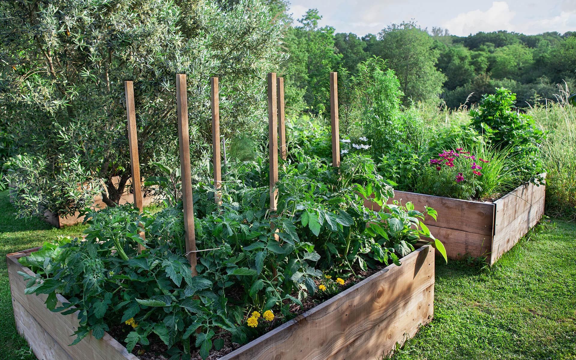 Guide to Growing a Thriving Vegetable Garden in Ontario