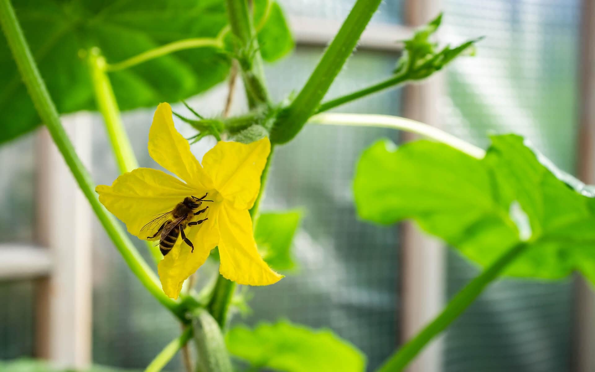 Guide to Growing a Thriving Vegetable Garden in Ontario