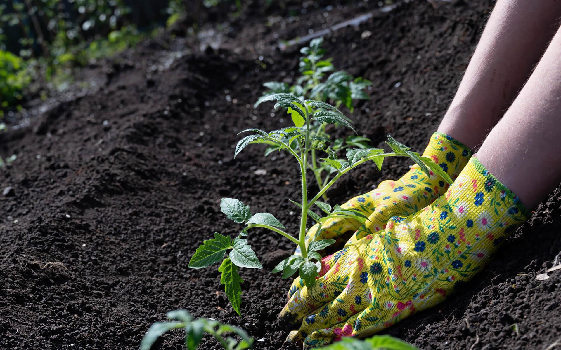 Guide to Growing a Thriving Vegetable Garden in Ontario