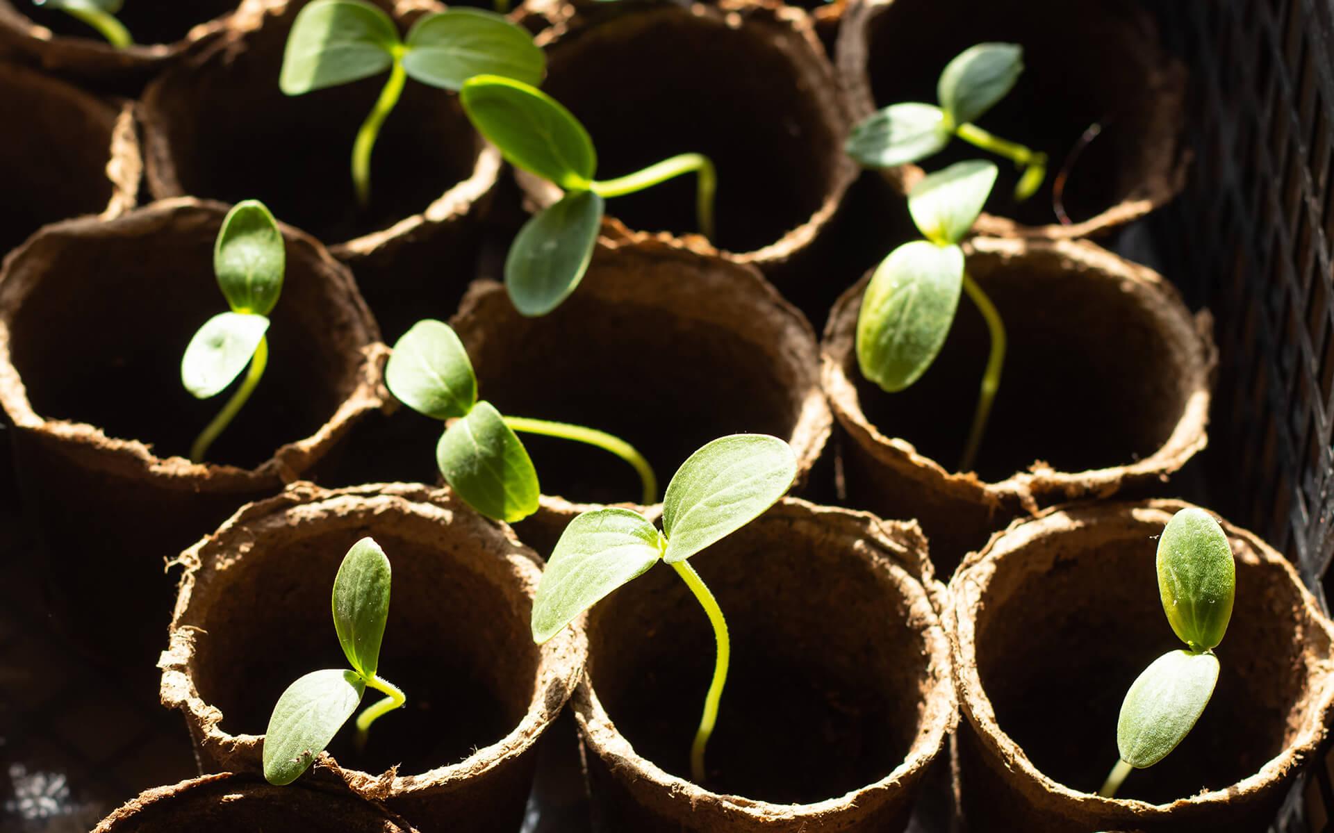 How to Germinate Seeds: Soil vs. Paper Towel Method Explained