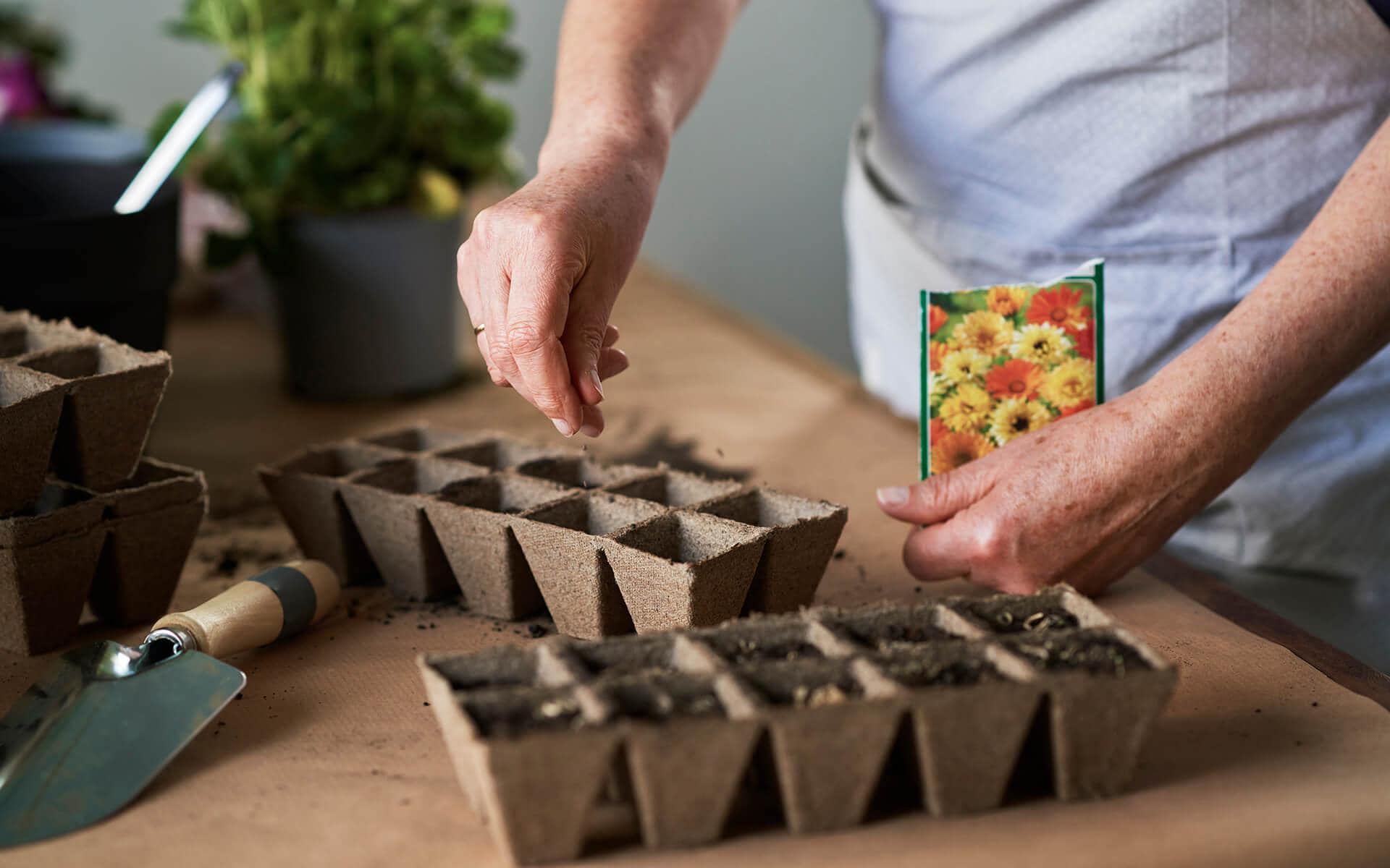 How to Germinate Seeds: Soil vs. Paper Towel Method Explained