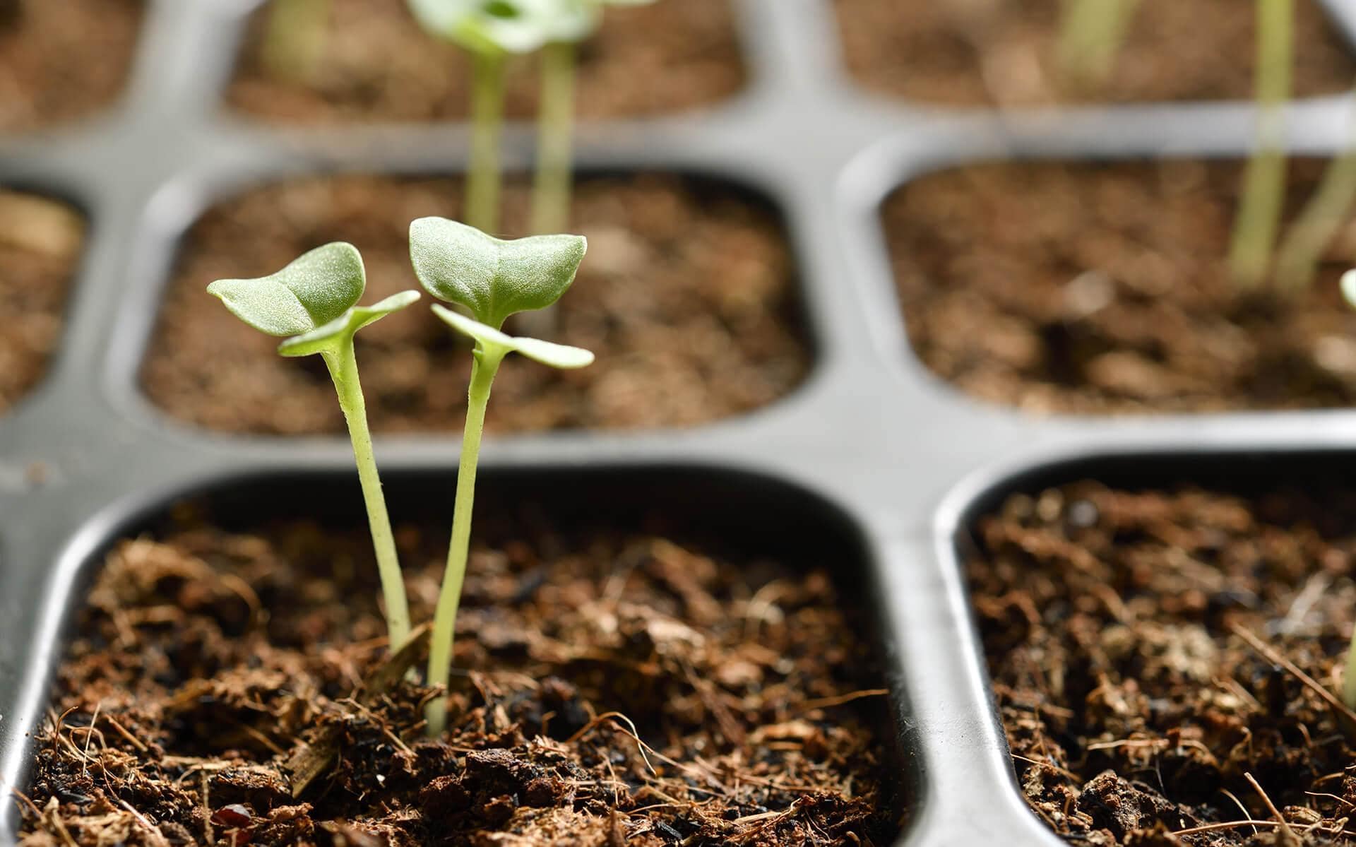 How to Germinate Seeds: Soil vs. Paper Towel Method Explained