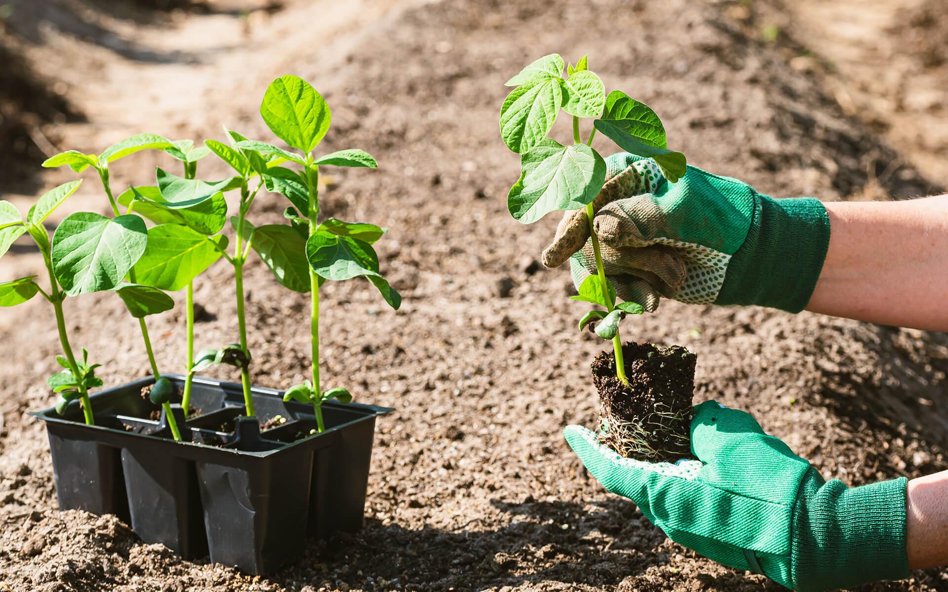 How to Germinate Seeds: Soil vs. Paper Towel Method Explained