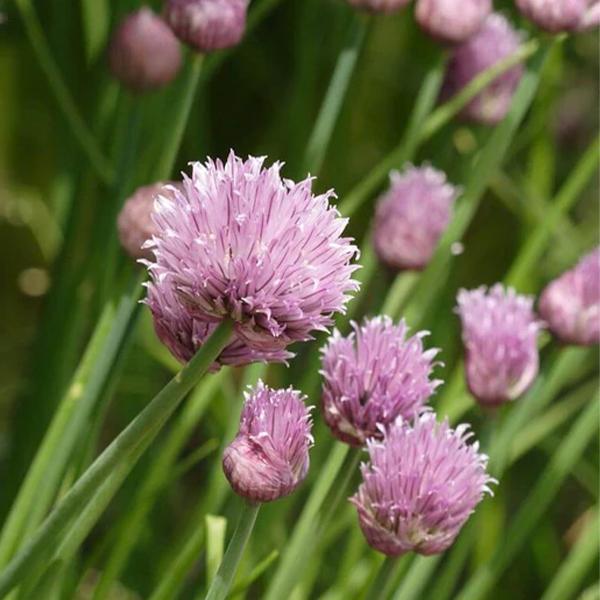 West Coast Seeds Chives